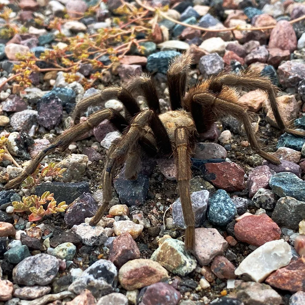 Two large, dark brown spiders with fuzzy legs are positioned on a rough surface of mixed gravel and pebbles in shades of gray, red, and tan.