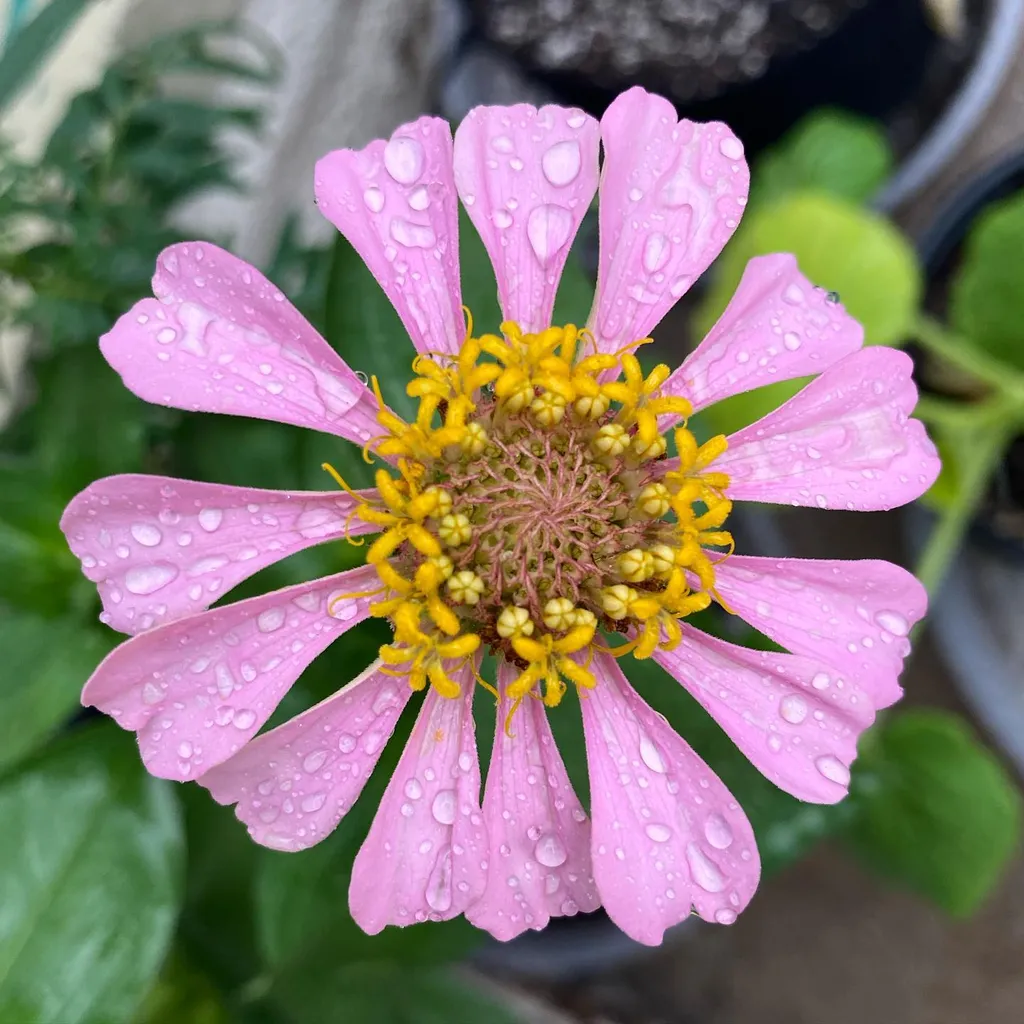 A vibrant pink flower with yellow center, featuring visible water droplets on the petals, is centered against a backdrop of dark green foliage and blurred background elements.