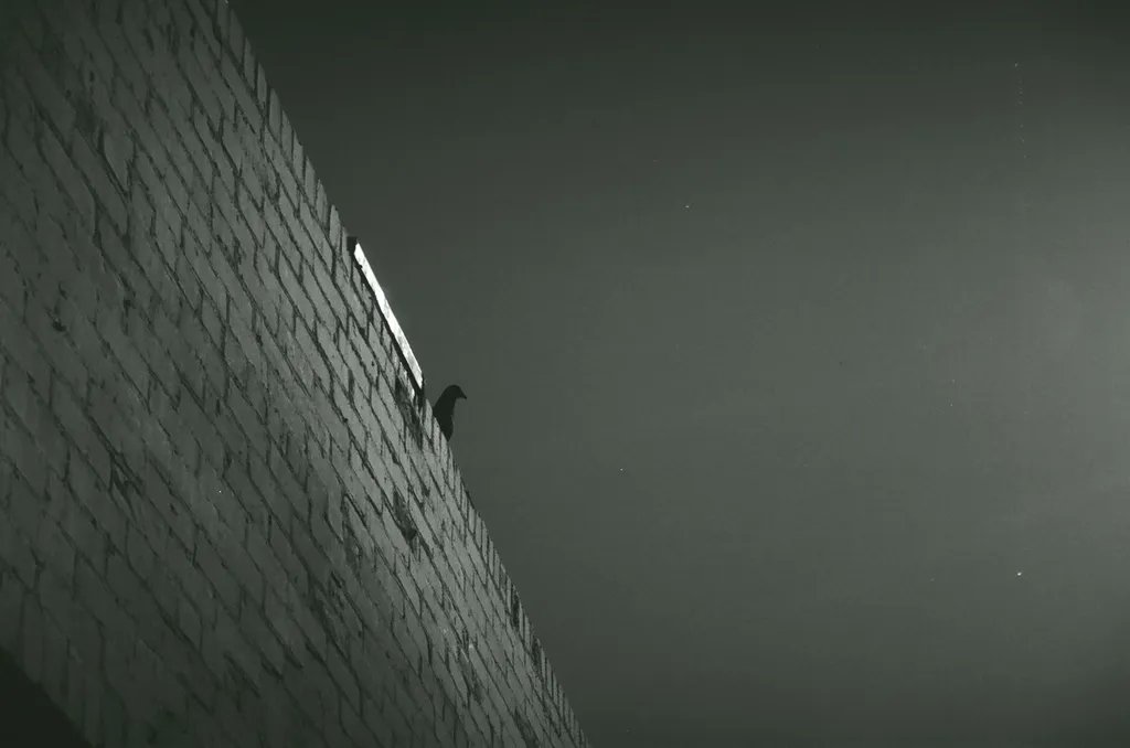 A textured brick wall occupies the left side, contrasting with a smooth, dark grey sky. A small, dark bird is perched on the wall's edge.
