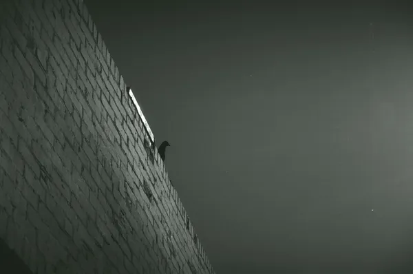 A textured brick wall occupies the left side, contrasting with a smooth, dark grey sky. A small, dark bird is perched on the wall's edge.