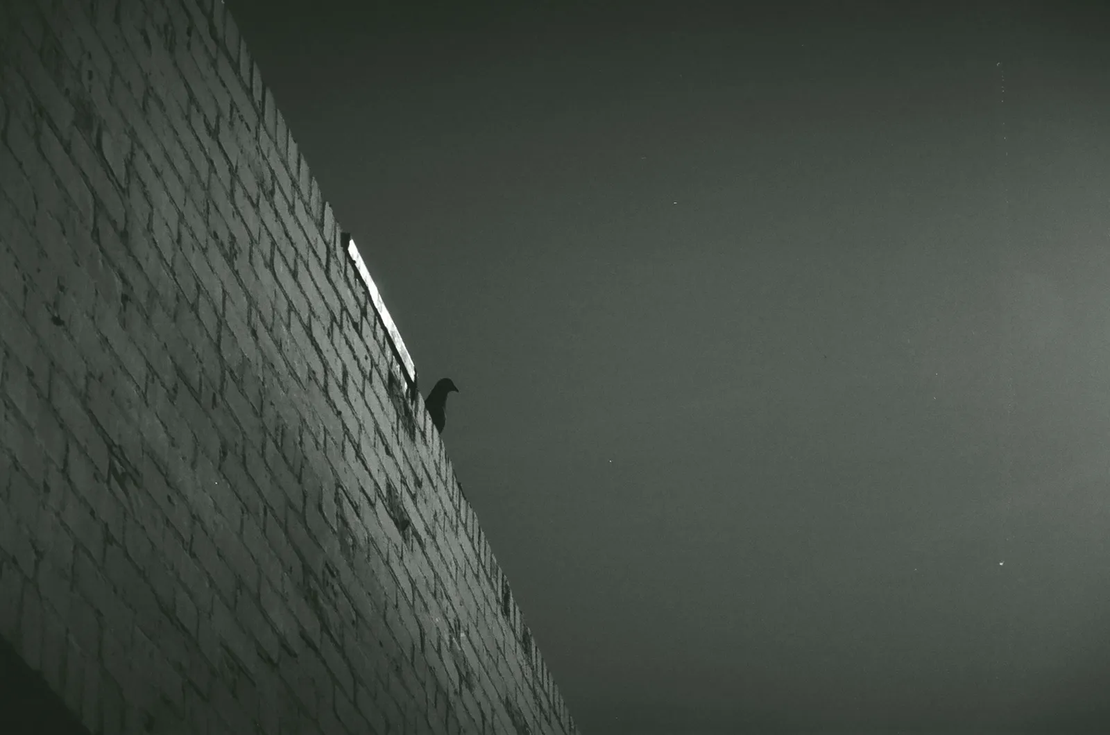 A textured brick wall occupies the left side, contrasting with a smooth, dark grey sky. A small, dark bird is perched on the wall's edge.