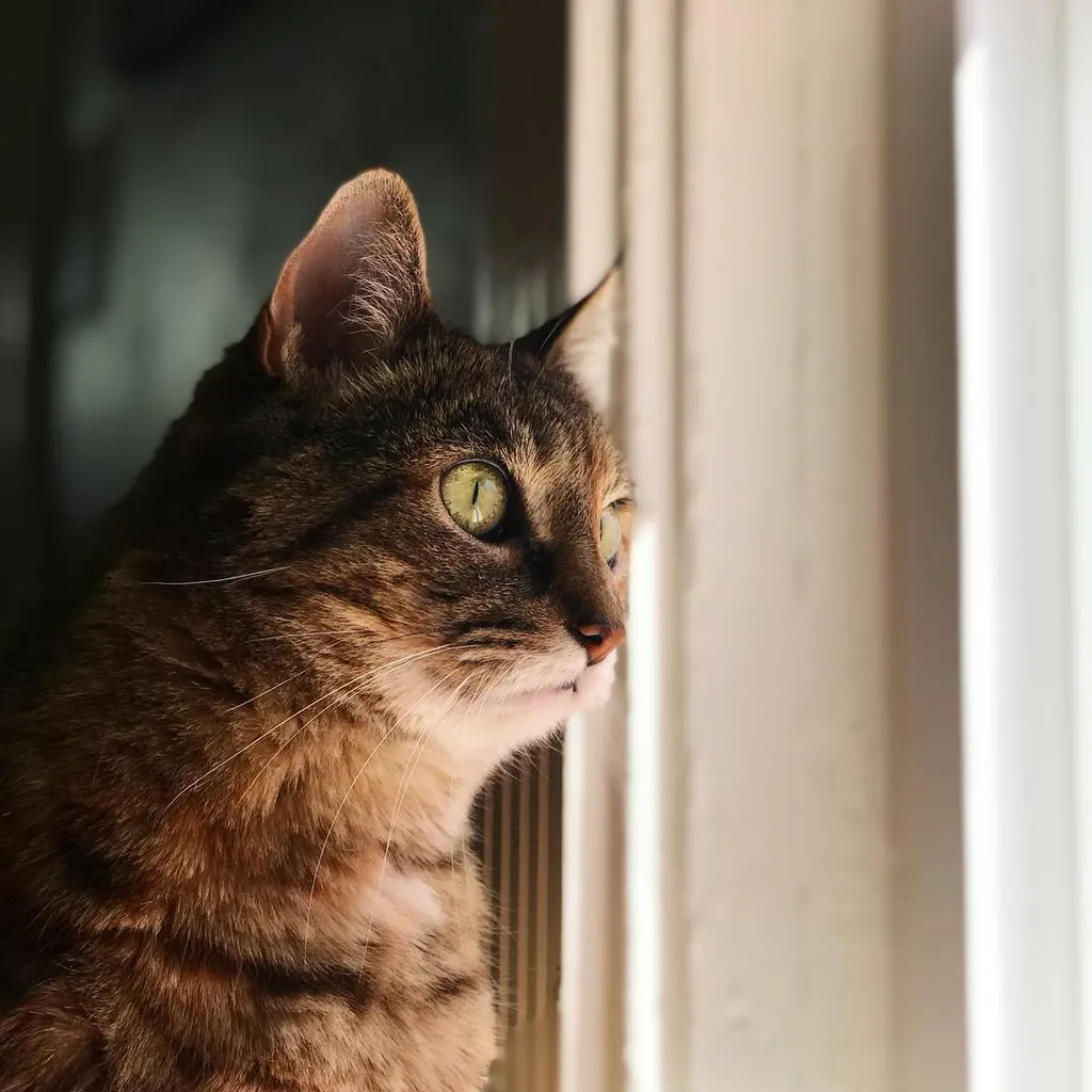A brown tabby cat with green eyes is shown in profile, looking out a bright window that fills the right side of the frame, contrasting with the dark background on the left.