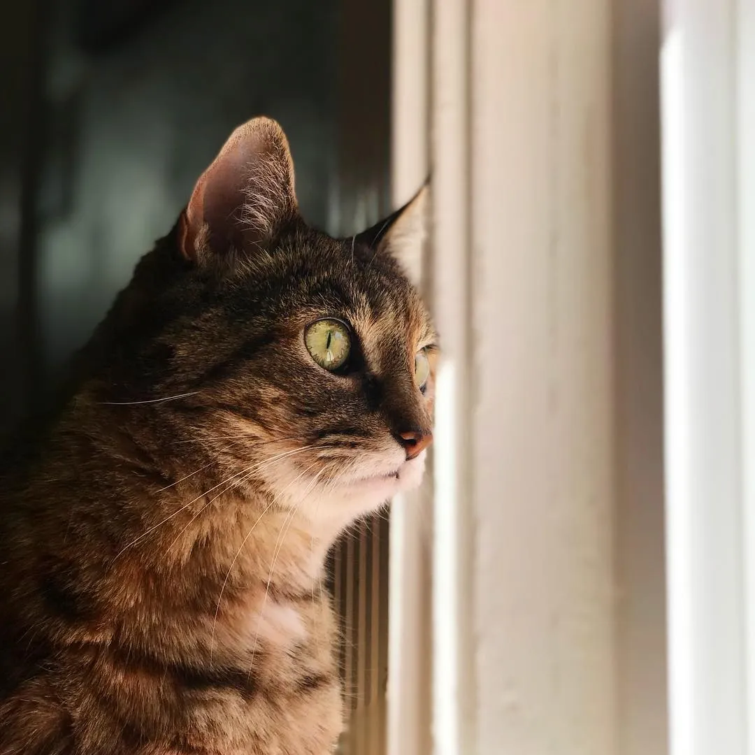 A brown tabby cat with green eyes is shown in profile, looking out a bright window that fills the right side of the frame, contrasting with the dark background on the left.