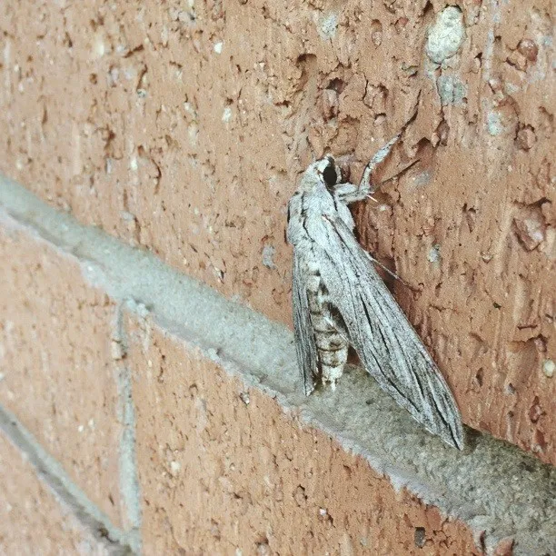 A pale, dusty moth rests on a horizontal gray ledge against a rough, porous wall surface composed of tan and beige earth tones.