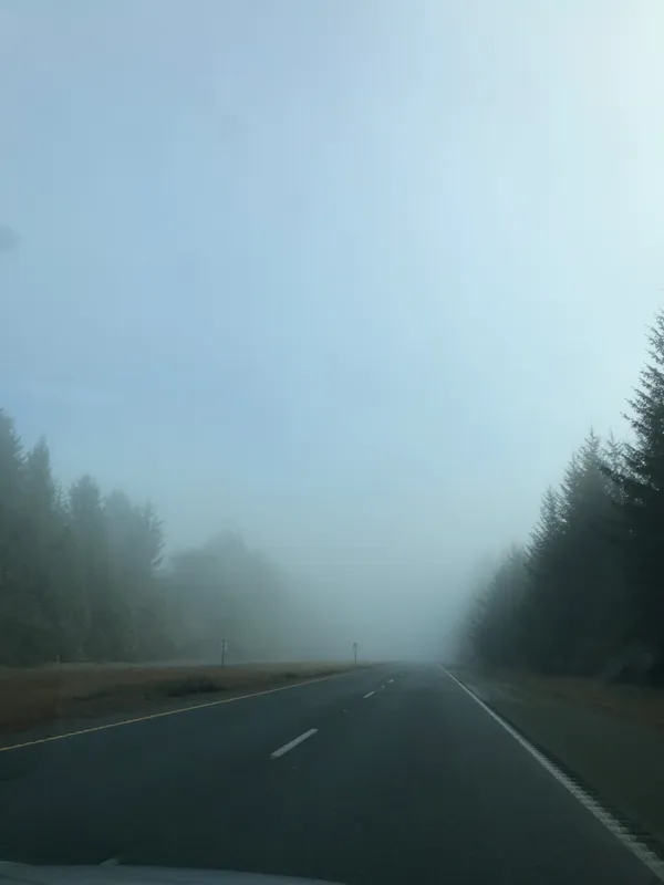 A foggy highway cuts through dense evergreen forests, with muted gray skies meeting the dark green trees on either side.