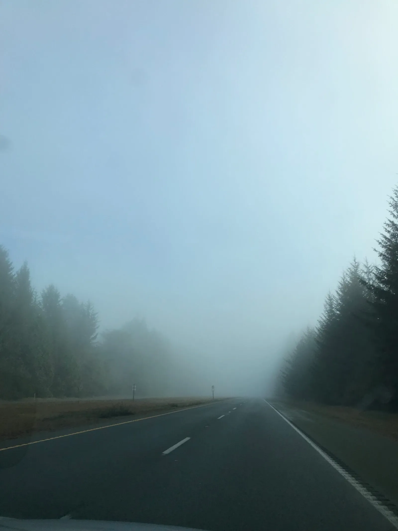 A foggy highway cuts through dense evergreen forests, with muted gray skies meeting the dark green trees on either side.
