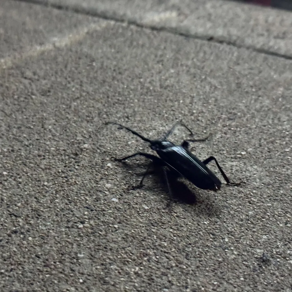 A glossy black insect rests on a rough, granular gray concrete surface, positioned in the lower right quadrant with a visible diagonal seam running across the background.