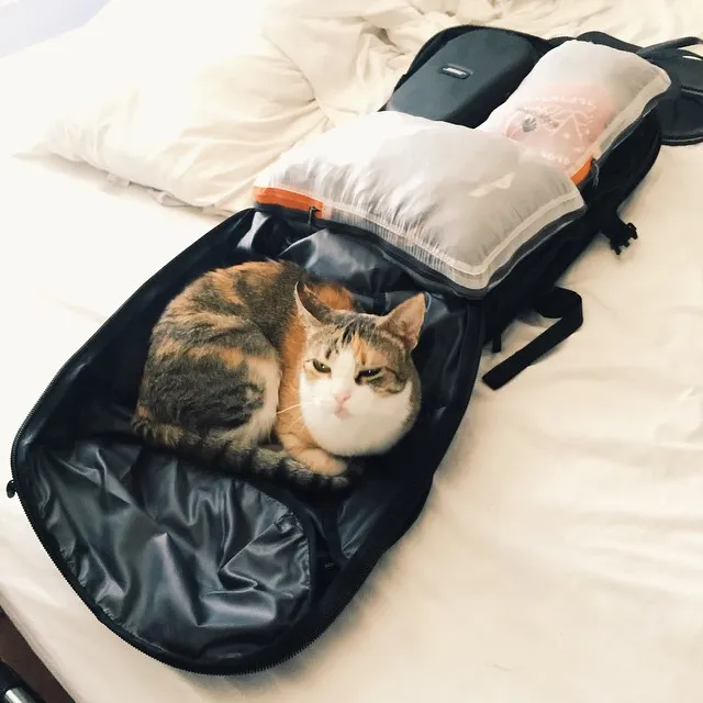 A tabby cat lies in an open black carrier on white bedding, positioned near a stack of white and patterned cushions.