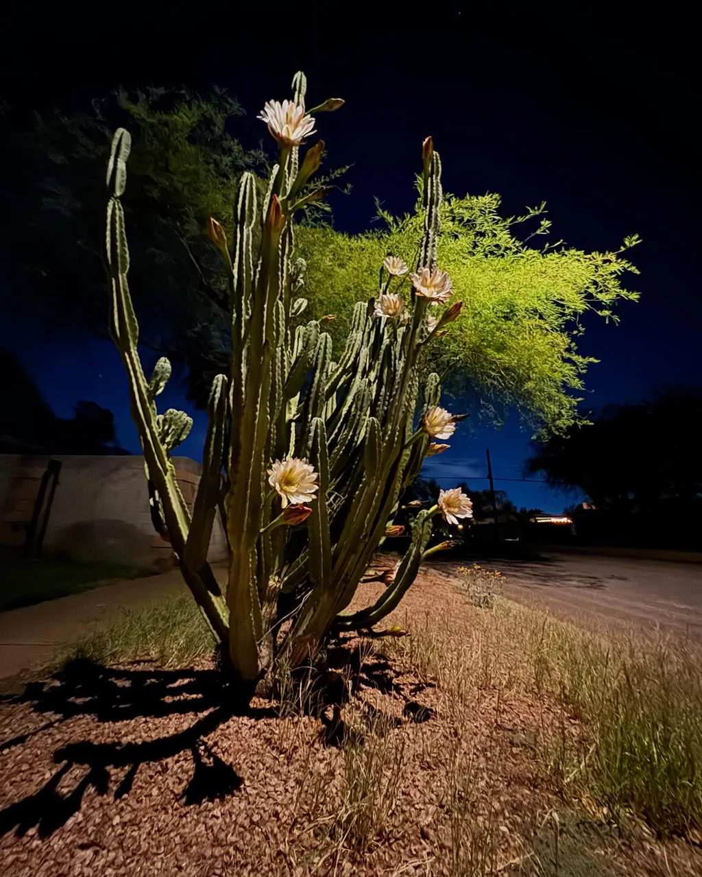 Tall, columnar cacti with white blooms dominate the foreground, set against dry reddish earth and framed by bright green foliage under a dark night sky.
