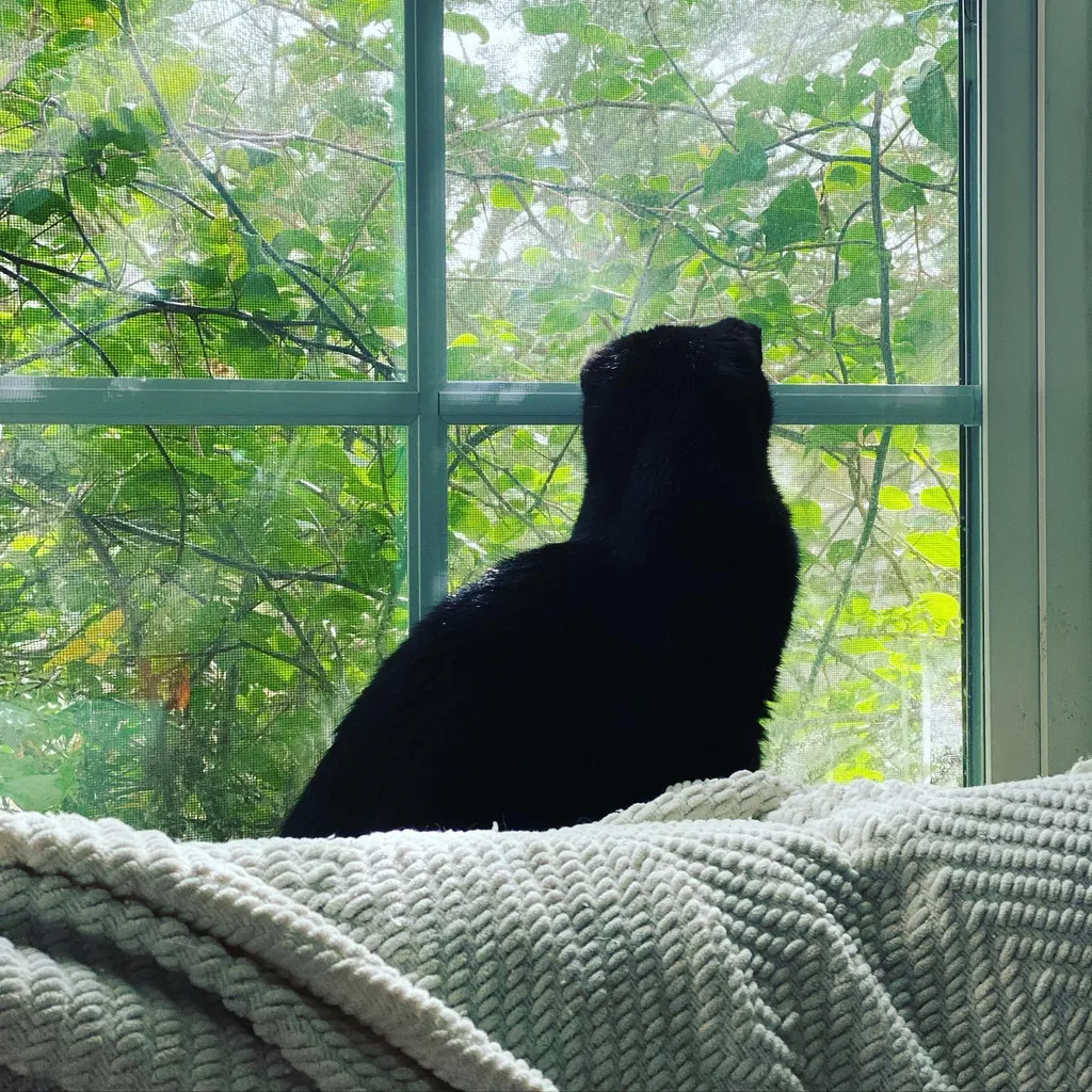 A black cat sits on a chunky knit light gray blanket, positioned before a window that frames dense, bright green foliage.