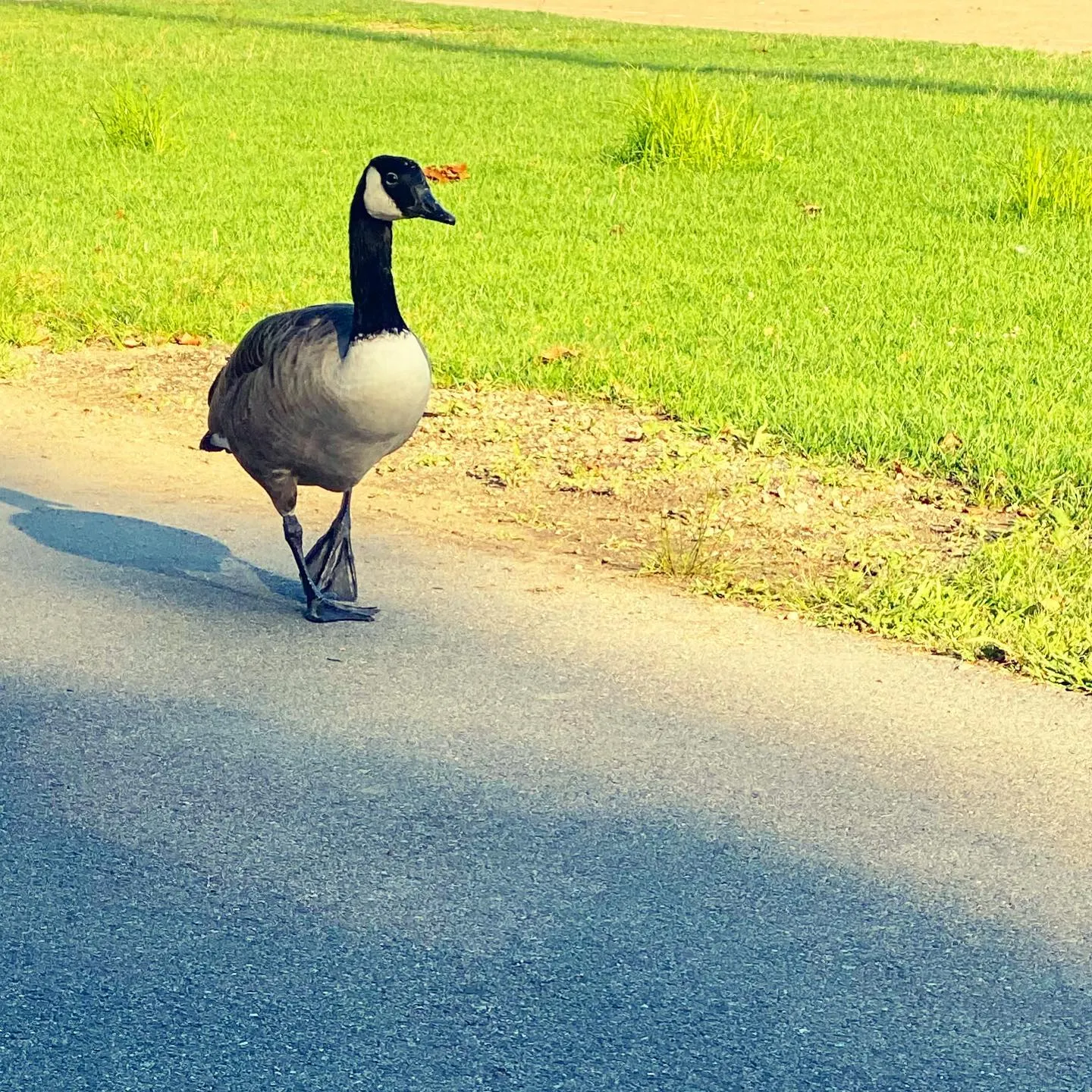 A goose with a black neck and gray body stands on the dark asphalt edge of a road, bordered by lush, bright green grass under bright daylight.
