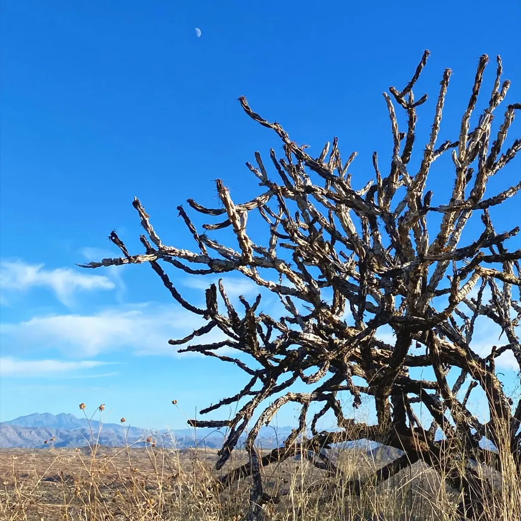 A sprawling, leafless, dark tree with intricate branches dominates the right foreground against a bright blue sky, a crescent moon, and a dry, scrub-covered desert landscape.