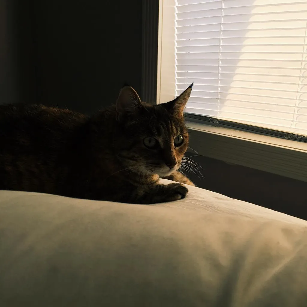 A dark tabby cat rests on light fabric in the foreground, positioned before a window with white horizontal blinds that filter bright light into the shadowed background.