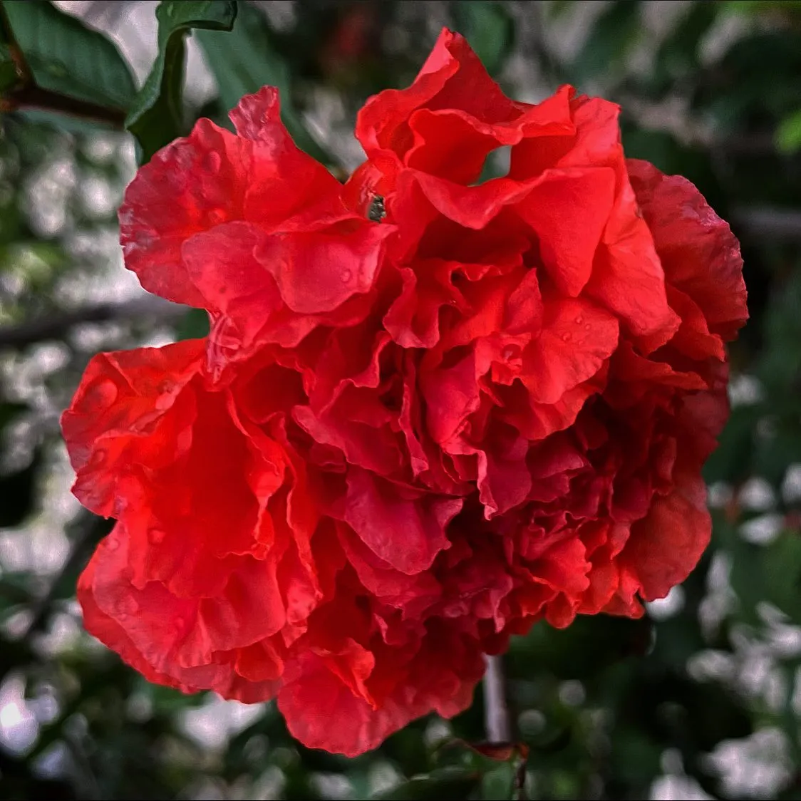 A vibrant red, multi-petaled flower dominates the frame, showing ruffled textures and deep crimson colors against a blurred background of dark green leaves.
