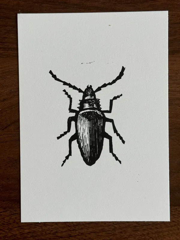 Black and white line drawing of a beetle with prominent antennae and legs, centered on a plain background.