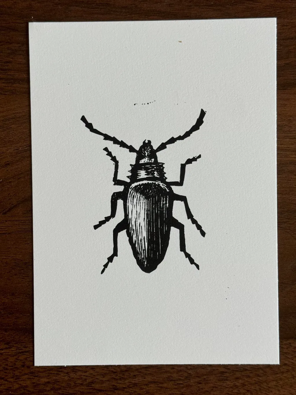 Black and white line drawing of a beetle with prominent antennae and legs, centered on a plain background.