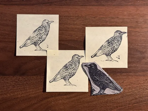 Five detailed black ink drawings of perching birds, showing varied feather textures, are arranged on small cream-colored papers placed on a dark brown wooden surface.