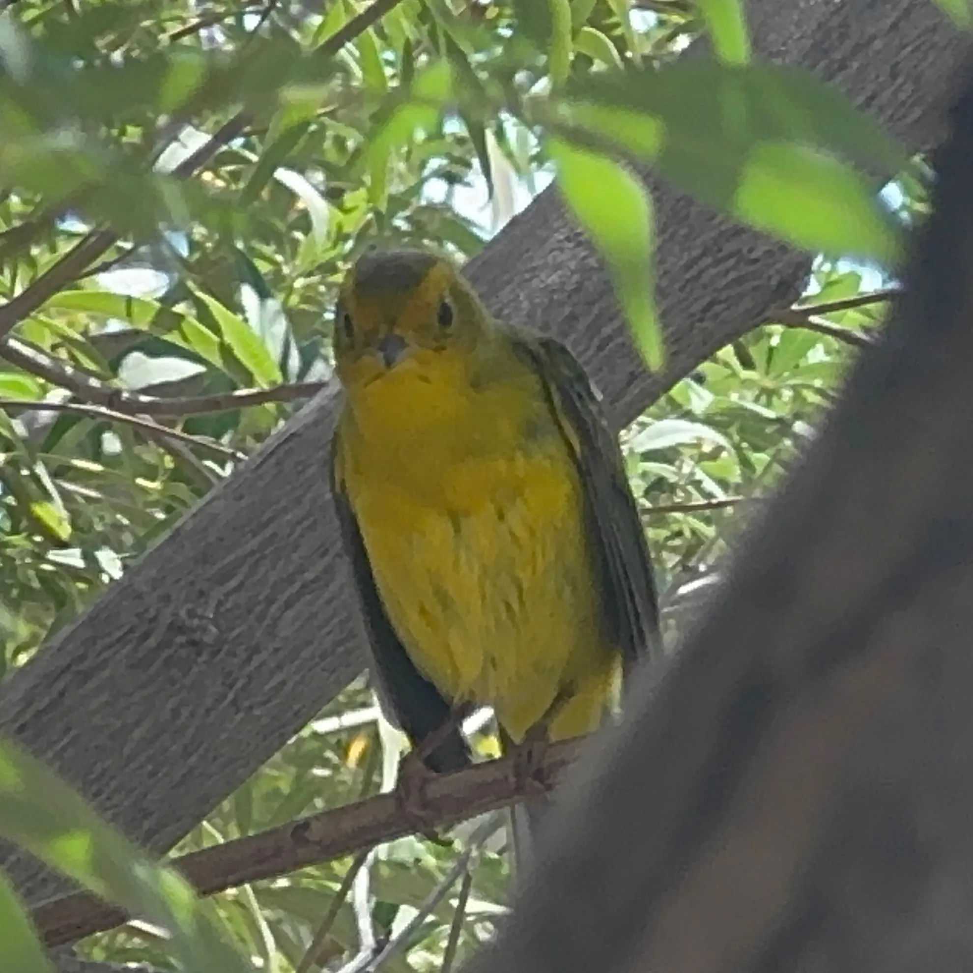 A cute lil black headed warbler chilling in a tree.