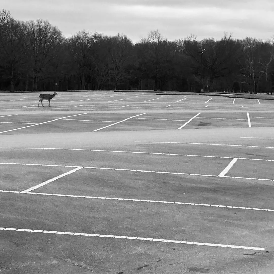 A monochrome scene showing a marked sports court with white lines in the foreground, featuring a small animal standing before a dense line of dark trees and an overcast sky.