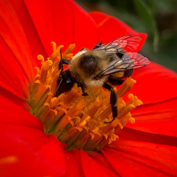 A fuzzy bee with translucent amber wings rests on the dense, orange center of a large, vibrant red flower, filling the frame in a close-up composition.