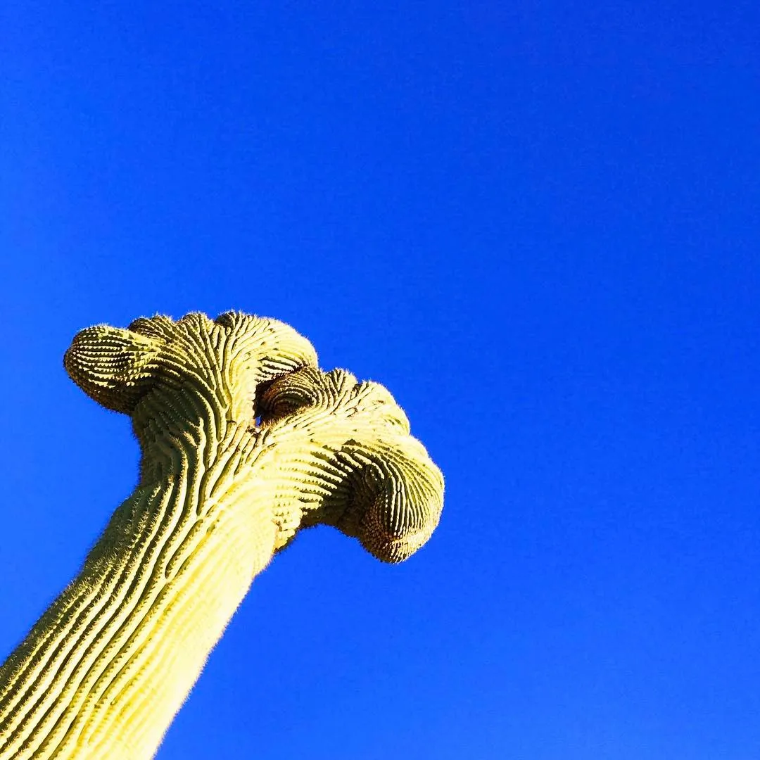 A golden, ridged, branching form emerges from the lower left against a vibrant blue background, featuring striated stalks and porous terminal clusters.