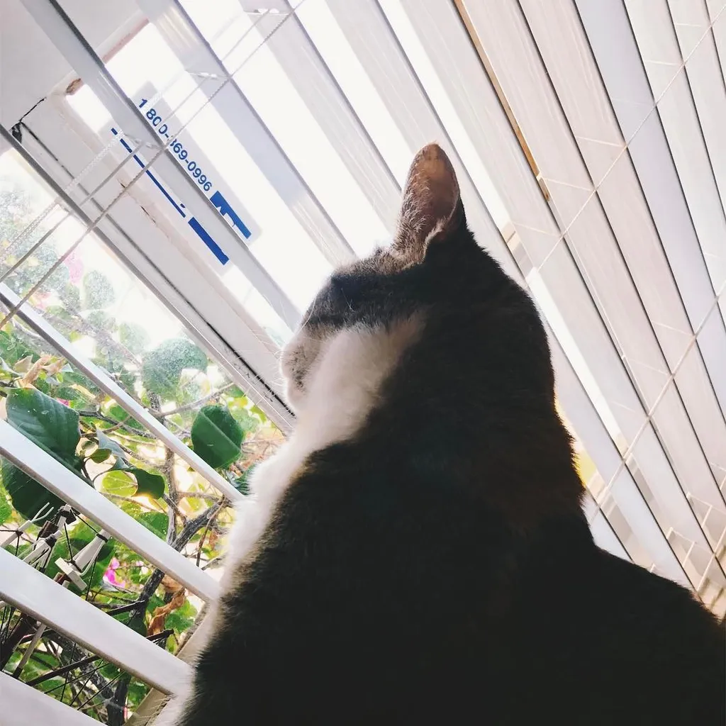 The rear view of a dark cat stands before a bright window with horizontal slats, looking out onto green foliage and visible phone numbers.