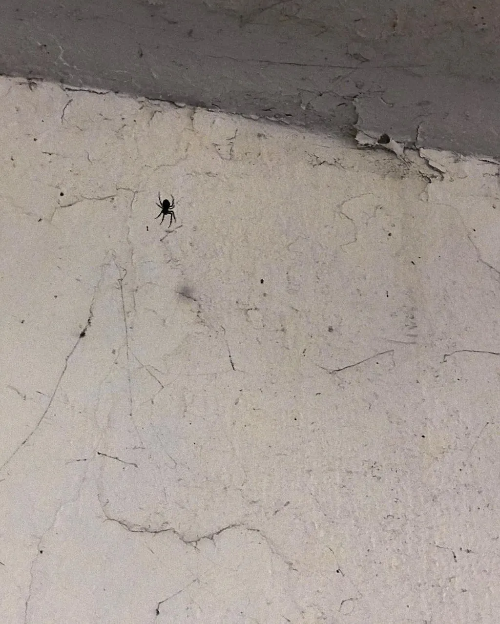 A small black spider sits on a textured, off-white wall surface that features visible cracks and is bordered by a darker, horizontal edge.