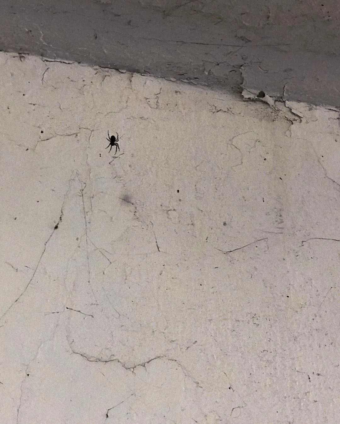 A small black spider sits on a textured, off-white wall surface that features visible cracks and is bordered by a darker, horizontal edge.