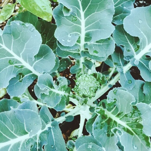 Lush green foliage fills the frame, showing large, overlapping leaves with visible veins and small water droplets, surrounding a central cluster of pale green buds.