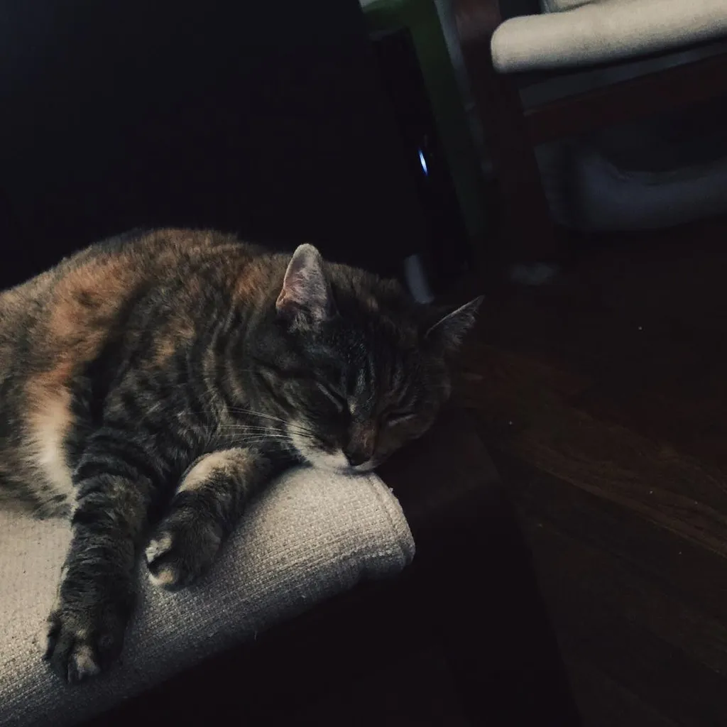 A striped cat rests on a textured gray cushion in the left foreground, positioned against a dark background featuring rich wood tones and furniture.