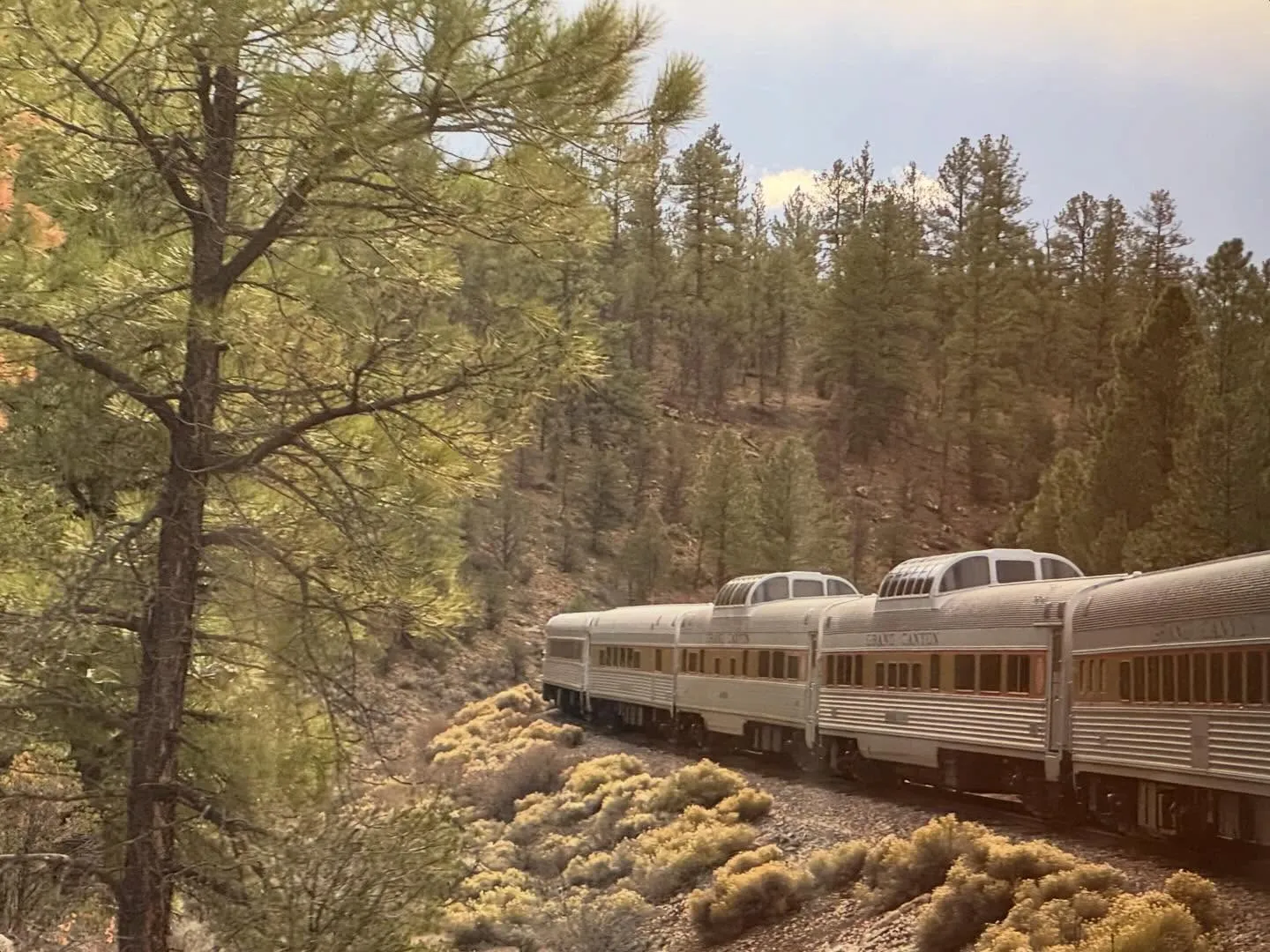 A train of cream and silver cars travels through a dense, green forest landscape, framed by scrub brush and a large tree trunk in the foreground.