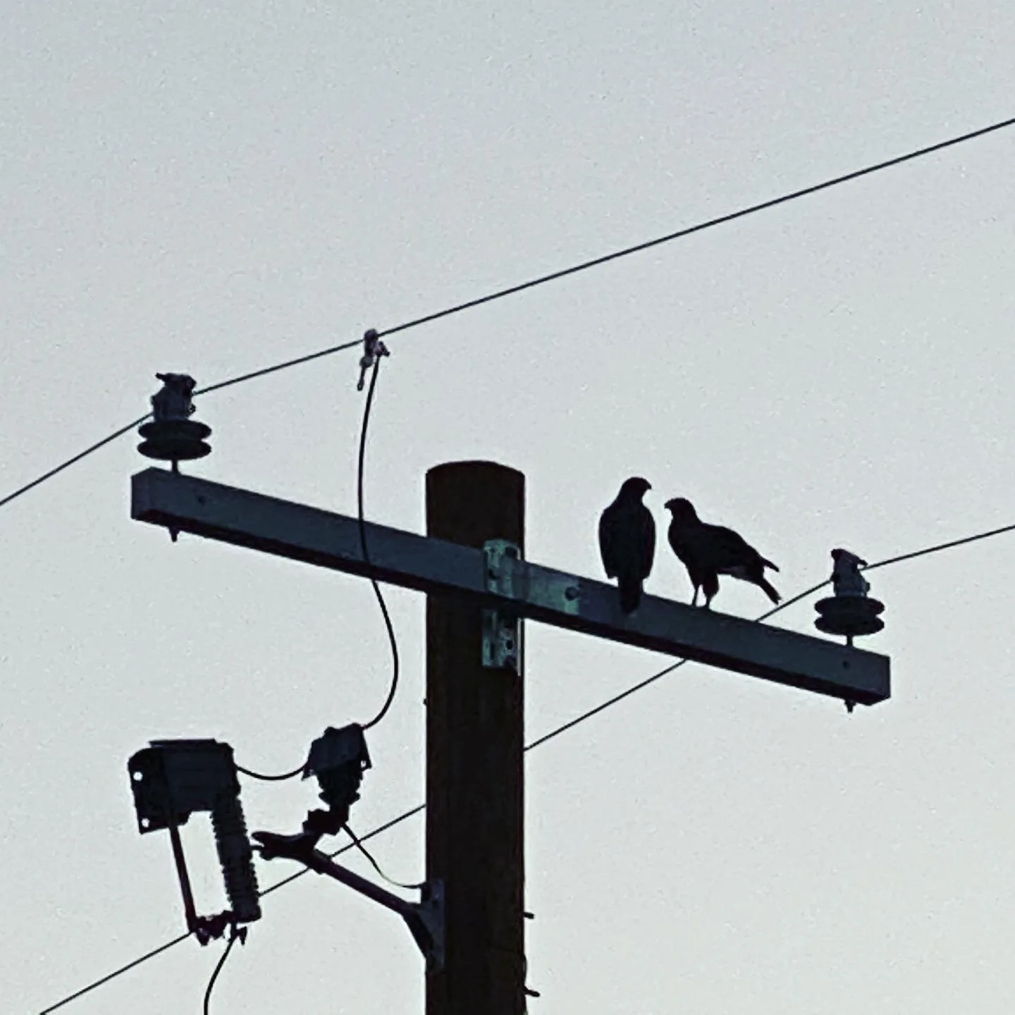 Against a pale sky, a utility pole supports crossbars where three dark birds are perched, framed by multiple intersecting wires.