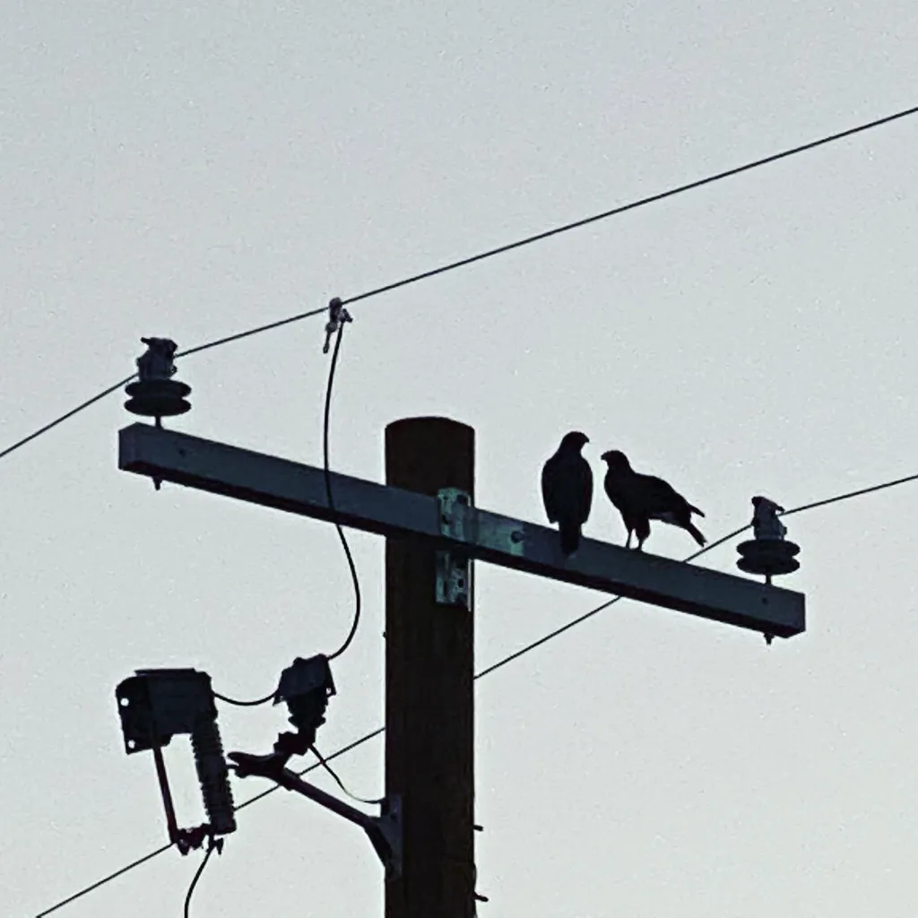 Against a pale sky, a utility pole supports crossbars where three dark birds are perched, framed by multiple intersecting wires.