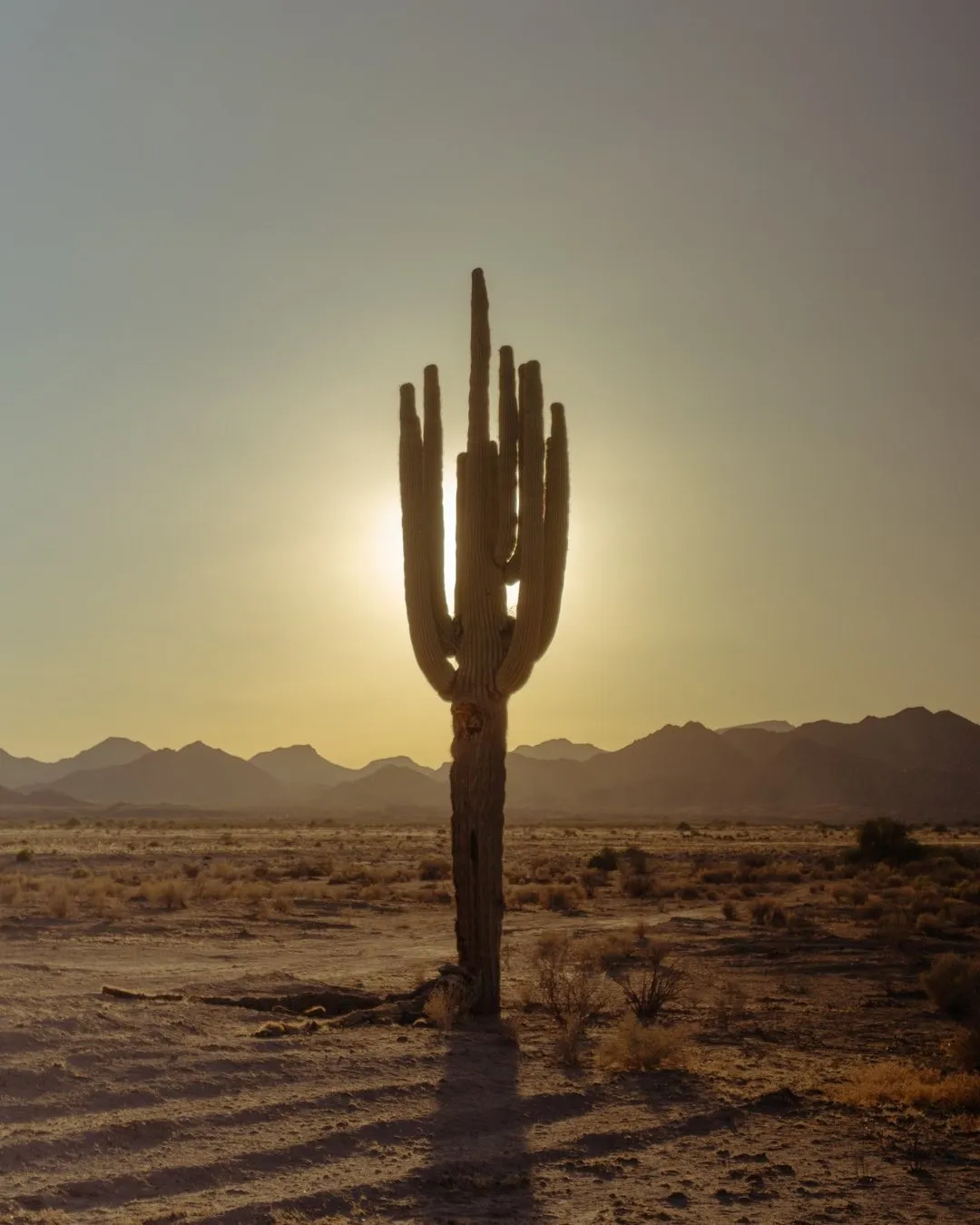 A tall, ribbed cactus dominates the center foreground, backlit by a low sun that casts long shadows across the arid, scrub-covered desert floor beneath hazy, layered mountains.