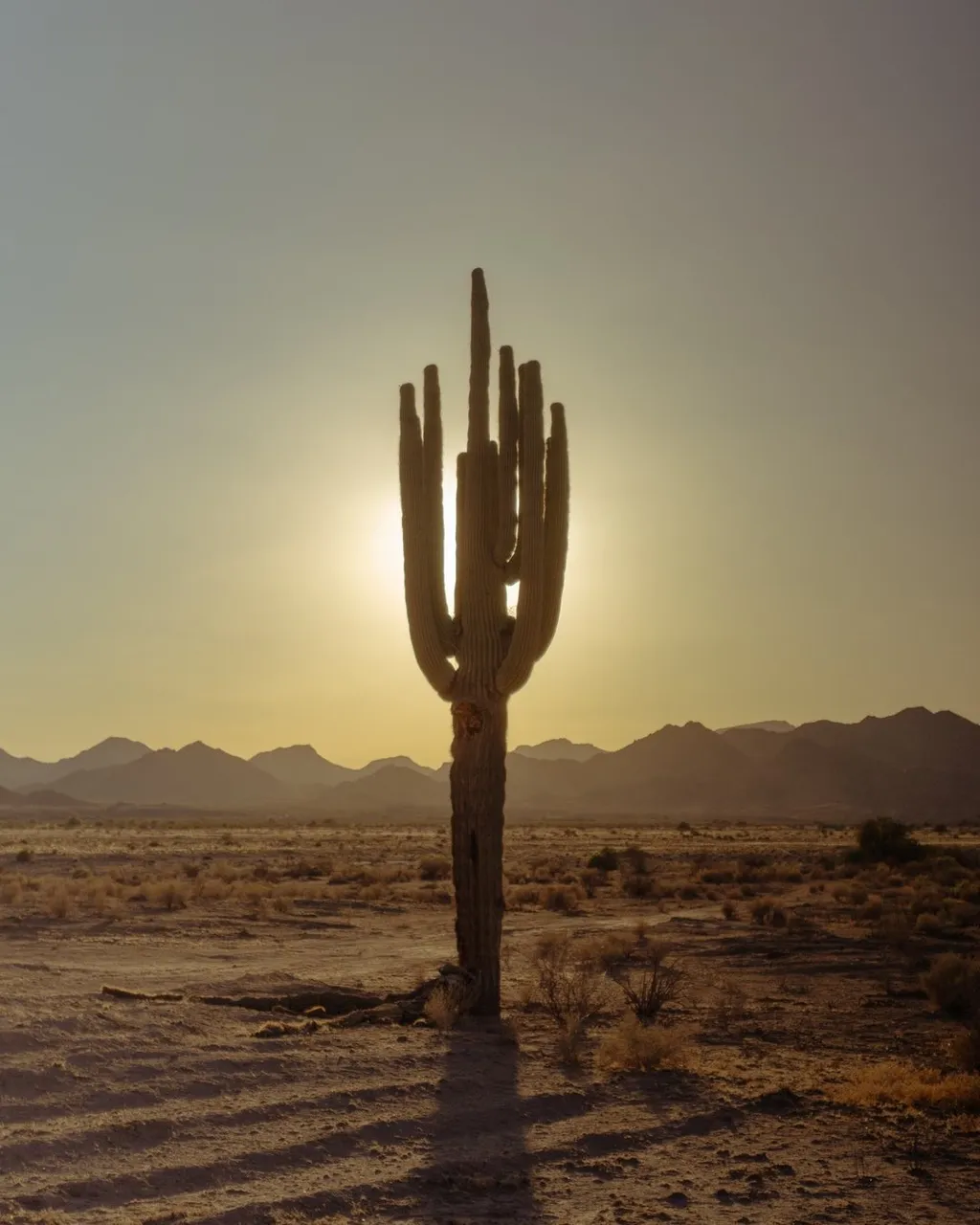 A tall, ribbed cactus dominates the center foreground, backlit by a low sun that casts long shadows across the arid, scrub-covered desert floor beneath hazy, layered mountains.