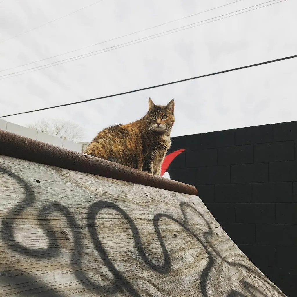 A tabby cat sits on a weathered wooden ledge covered in dark graffiti, looking out over a stark black wall and a pale sky with utility wires.