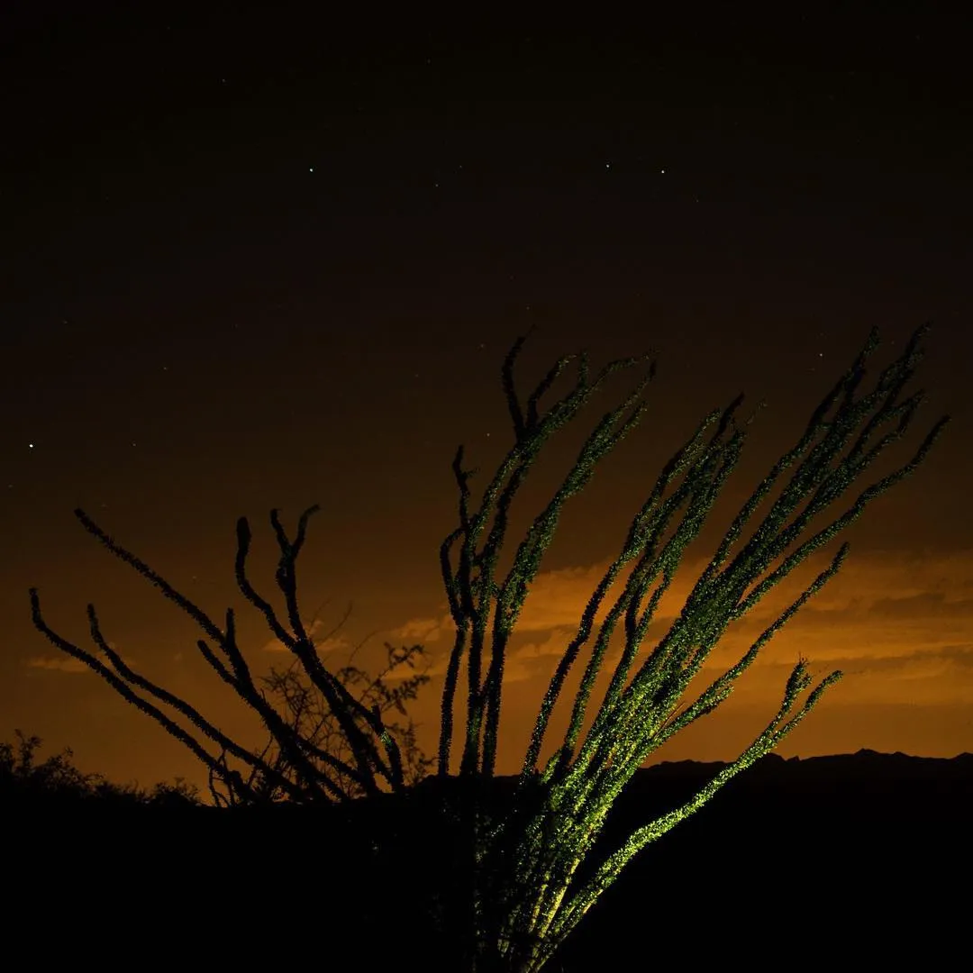 Silhouetted desert shrubs with bright yellow-green highlights stand against a dark sky that glows amber near the horizon, punctuated by visible stars.