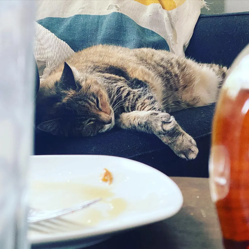 A tabby cat sleeps on a patterned cushion, framed by a blurred foreground showing a white plate and a curved reddish object.