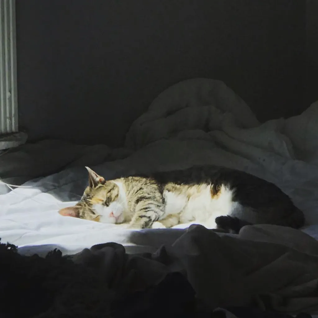 A striped cat rests on white sheets, surrounded by dark, folded fabric, with deep shadows filling the background.