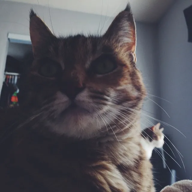 A close-up portrait of a brown tabby cat with visible whiskers and warm tawny fur, looking directly forward against a muted, softly lit background.