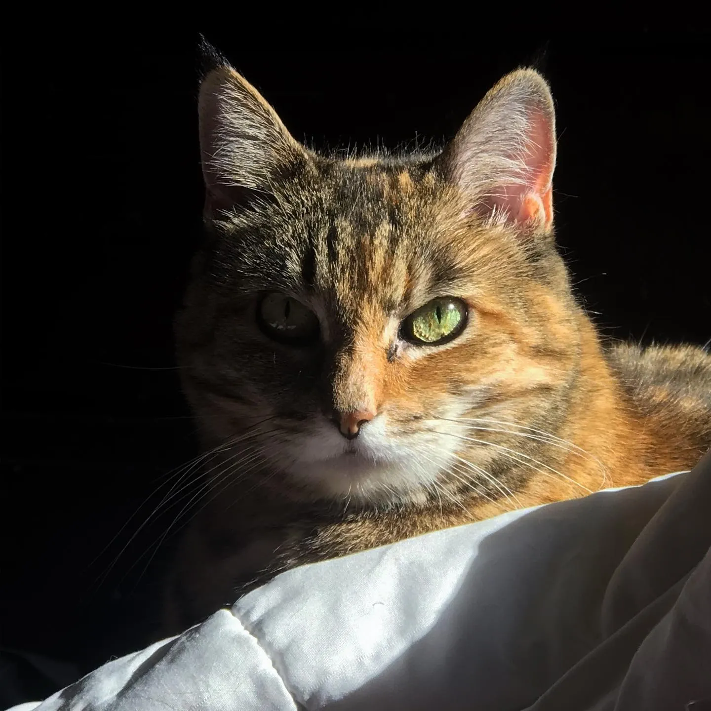 A striped tabby cat with green eyes rests on white fabric against a solid black background.