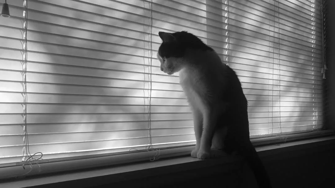 A cat sits on a windowsill against a background of horizontal blinds, creating strong striped patterns of light and shadow in monochrome.
