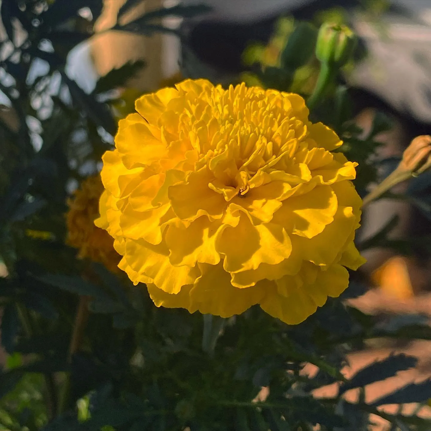 A vibrant yellow, densely petaled flower is centered against a backdrop of deep green foliage and soft, shadowed natural elements.