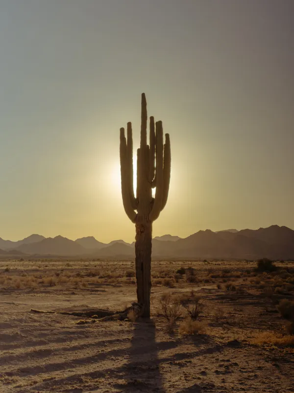 A towering cactus dominates the center, silhouetted against a bright, low sun that casts long shadows across the arid, dusty foreground and layered mountains.