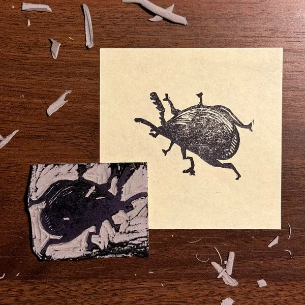 Two black ink drawings of beetles rest on a dark brown wooden surface scattered with wood shavings; the drawings are on separate squares of light and dark paper.