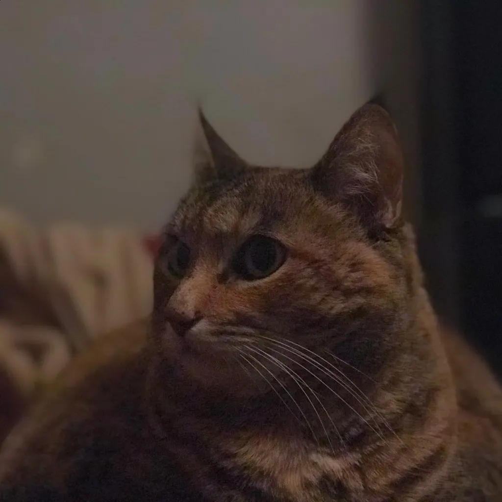 A tabby cat with brown and gray fur is captured in a close-up, looking left against a softly lit, indistinct background of neutral tones.