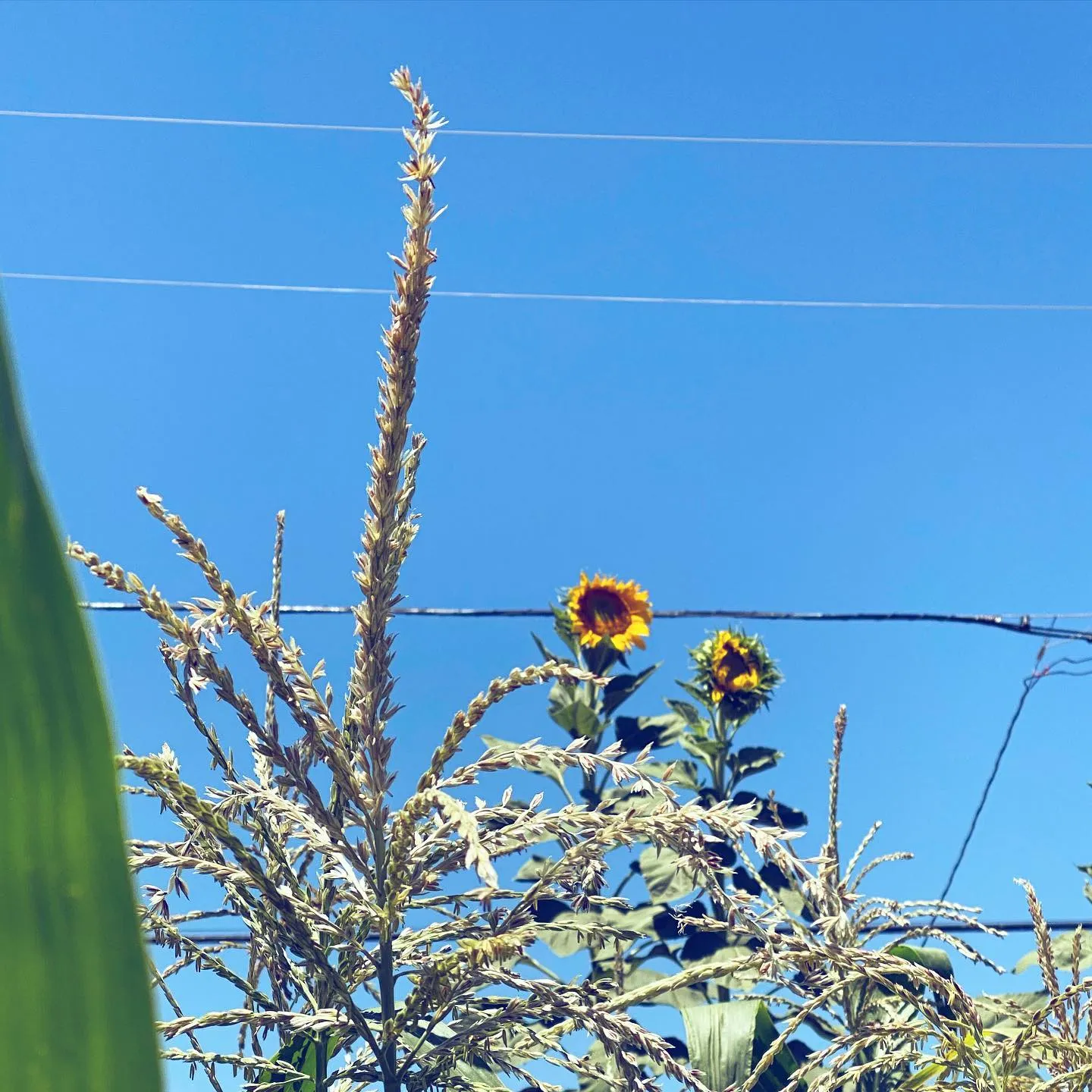 A cluster of feathery, tan stalks dominates the foreground against a bright blue sky, with yellow sunflowers visible behind them and thin wires crossing the upper space.