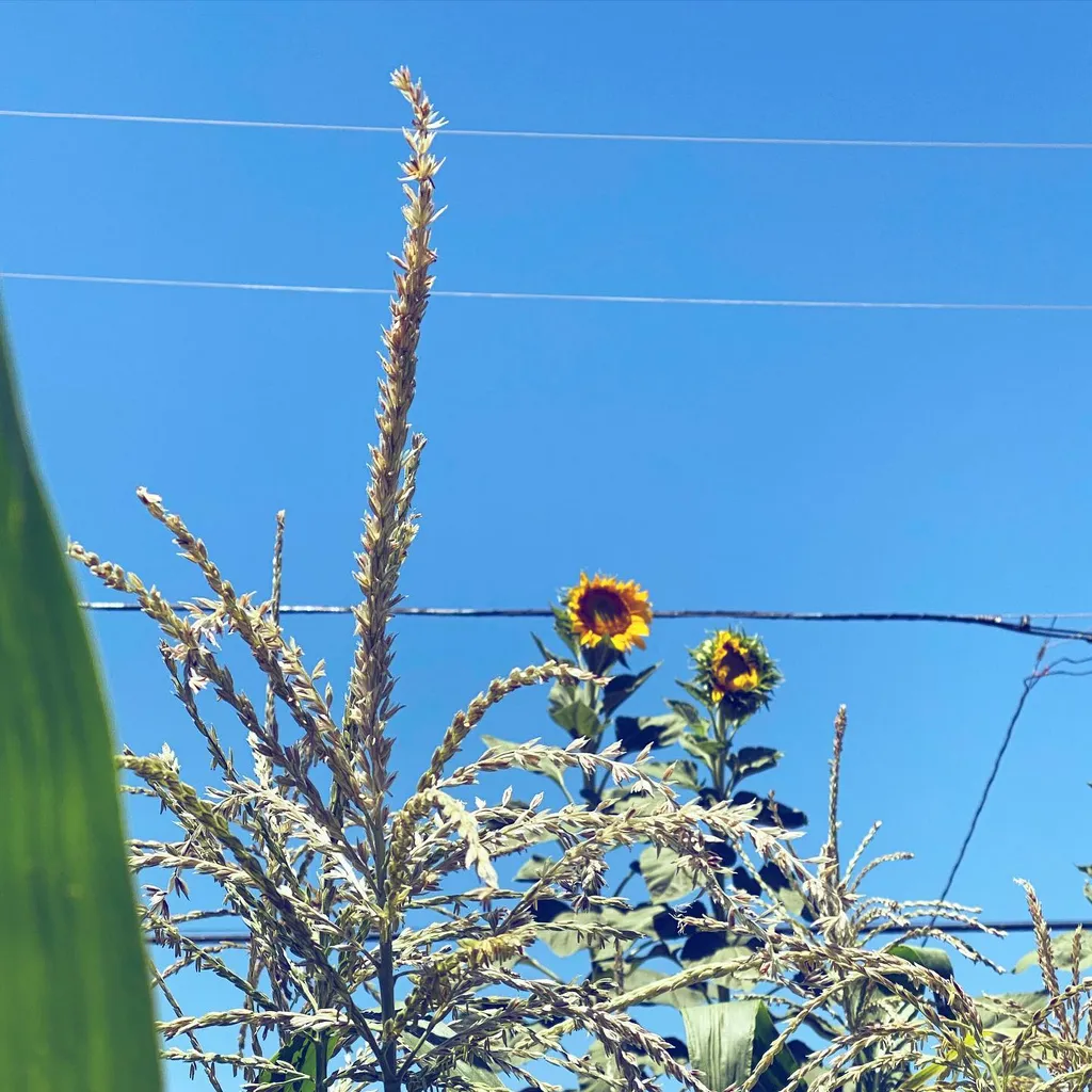 A cluster of feathery, tan stalks dominates the foreground against a bright blue sky, with yellow sunflowers visible behind them and thin wires crossing the upper space.