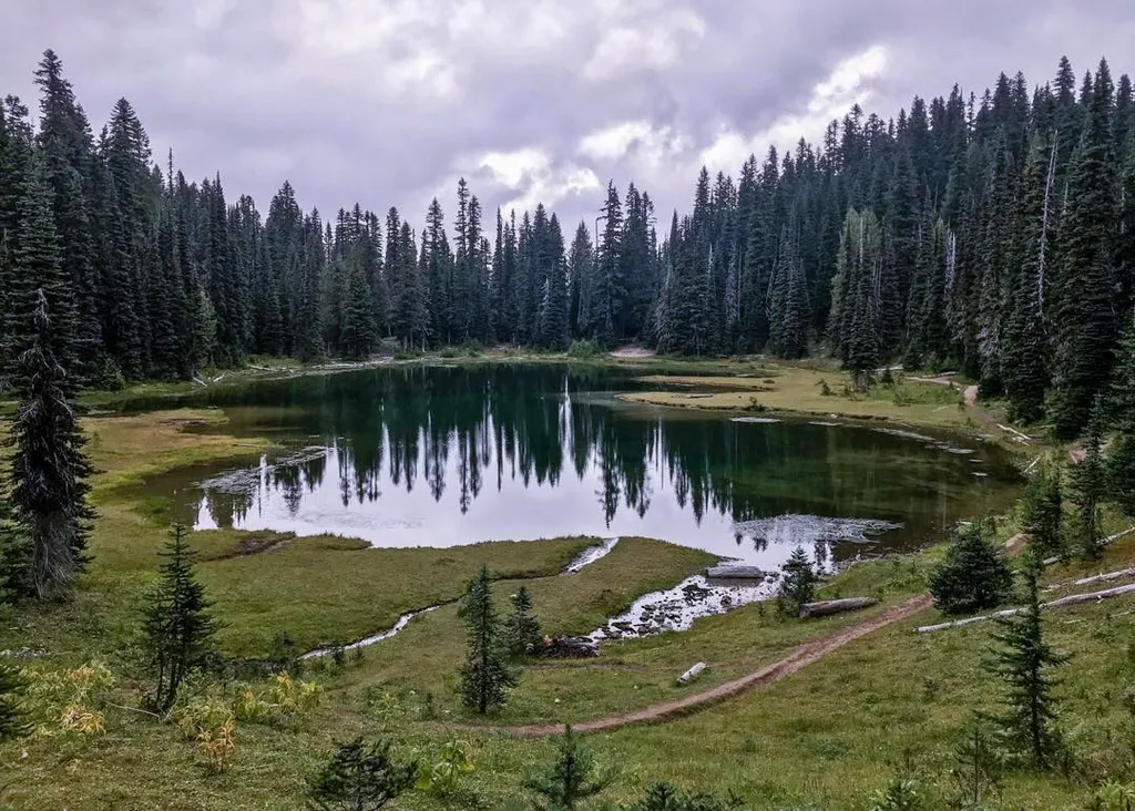 A calm, dark pond is framed by dense, tall evergreen trees under a cloudy gray sky, with grassy foreground leading to the water's edge.