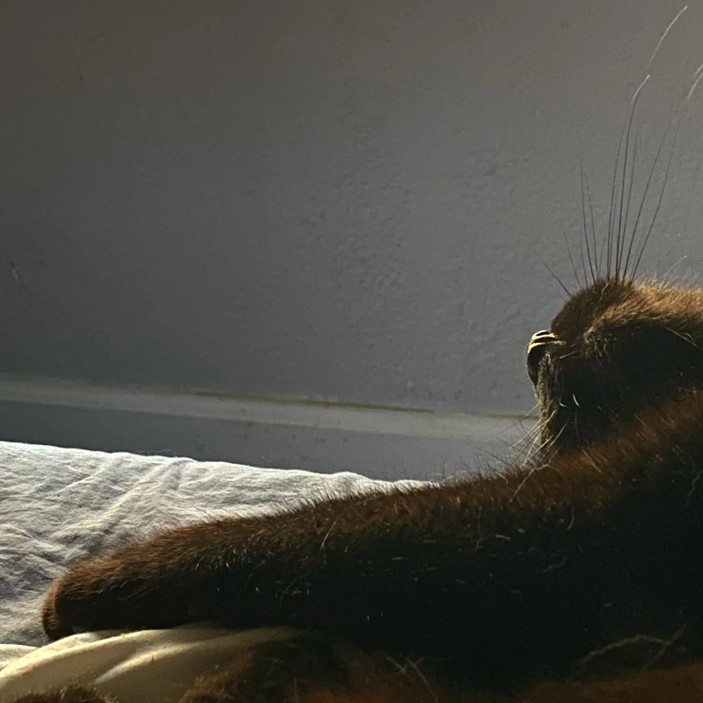 The profile of a dark, furry animal rests on wrinkled white bedding, set against a large, plain gray background that fills the upper space.